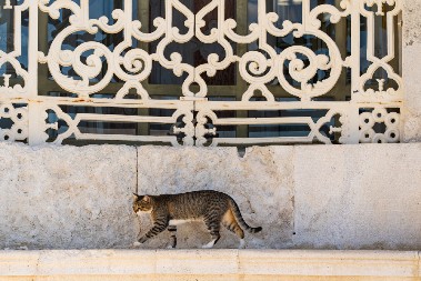U OVOM GRADU ONE SU KRALJICE Vladaju ulicama, lokalci ih obožavaju i sve im dozvoljavaju - turisti ne mogu čudom da se načude