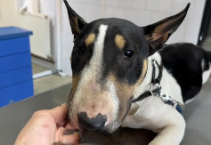 TUŽNA SUDBINA KERUŠE HERE Traži dom, grozan je razlog zbog kog je bez njega ostala (VIDEO)