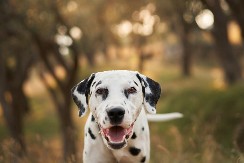 PRAVILO 3-3-3 Svaki novi vlasnik pasa ovo mora da zna