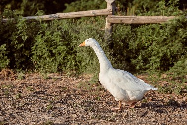 „Imamo 400 gusaka, držaćemo ih i dalje“ – Mikloš iz Vojvodine posvetio život guščarstvu