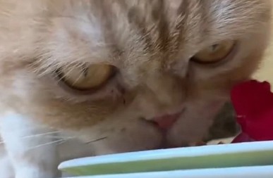 SKANDAL TRESE MREŽE! Influenserka prvo KRSTILA mačora, a sada pokazala šta mu služi za doručak – internet u ŠOKU, ljudi ne veruju šta gledaju!