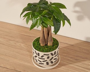 SAD JE PRAVO VREME DA ZASADITE BILJKU OD PET GRANČICA Donosi zdravlje, sreću, napredak i novac