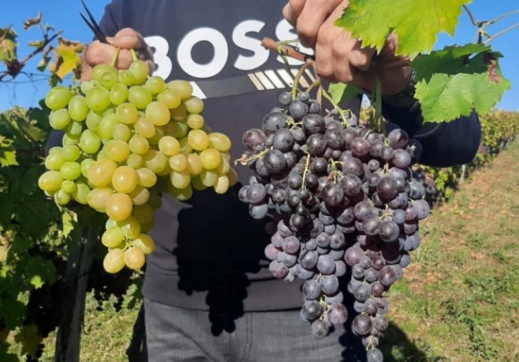 JAKO JE VAŽNO Stručnjaci pozivaju ljude da odmah stave grožđe na ovo mesto