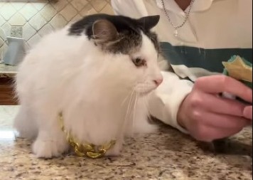 OVA MAČKA MRZI PRAZNIKE Urnebesna reakcija na novogodišnji ukras oduševila internet - ništa smešnije nećete videti danas! (VIDEO)