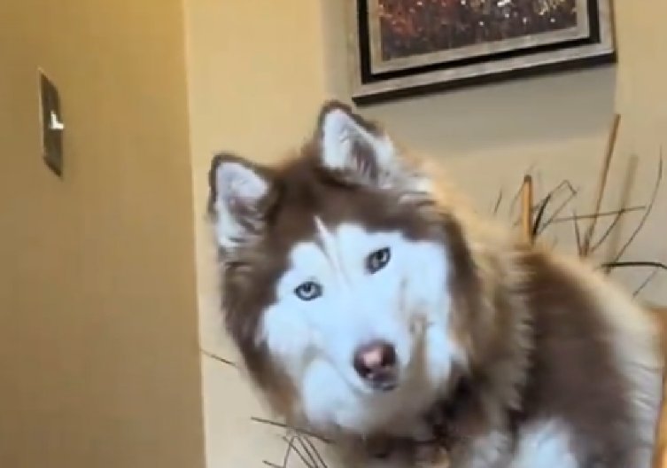 KAD OVO ČUJE, ETO NJEGA Vlasnica uopšte ne mora da doziva haskija po imenu - video je hit