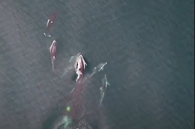 OVO NIKAD DO SAD NIJE SNIMLJENO Morske nemani u koordinisanoj akciji, jedni uleću, drugi PROŽDIRU (VIDEO)