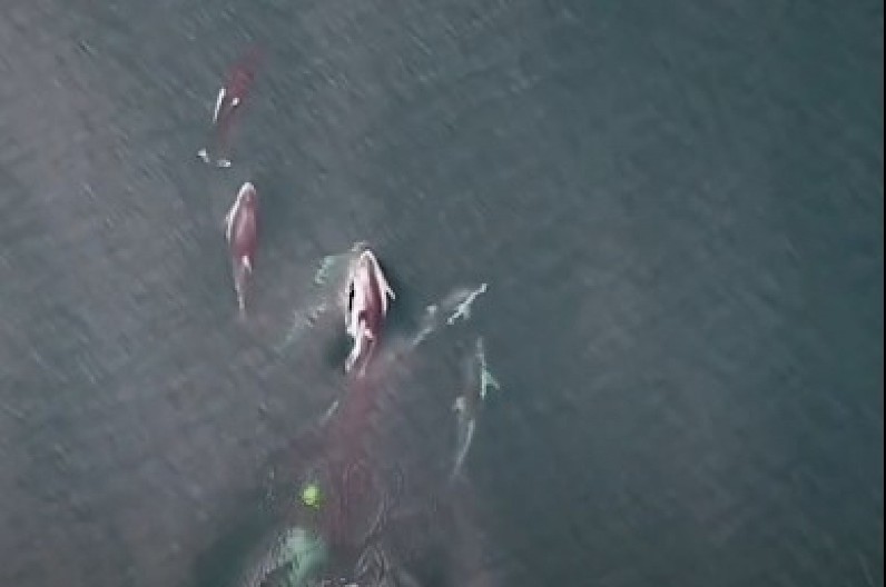 OVO NIKAD DO SAD NIJE SNIMLJENO Morske nemani u koordinisanoj akciji, jedni uleću, drugi PROŽDIRU (VIDEO)