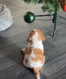 SNIMAK PSA RAZNEŽIO MILIONE Jelka je ipak najzabavnija igračka (VIDEO)