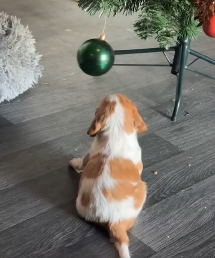 SNIMAK PSA RAZNEŽIO MILIONE Jelka je ipak najzabavnija igračka (VIDEO)