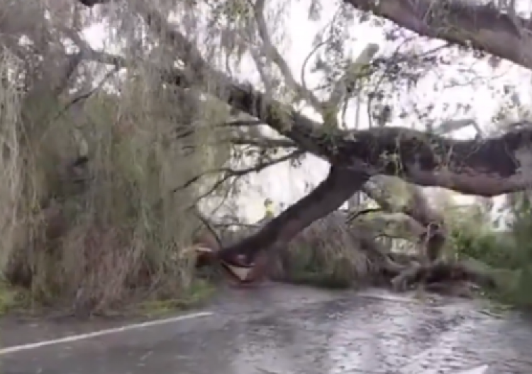 NEZAUSTAVLJIVA "EMILIJA" PRAVI HAOS Padaju stabla, poplavljeni podrumi kuća, nesreće... (VIDEO)