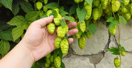 KILOGRAM IDE DO 900 EVRA! Najskuplji su ženski cvetovi, u Srbiji ih ima na svakom ćošku, samo retko ko ume da prepozna ovu biljku