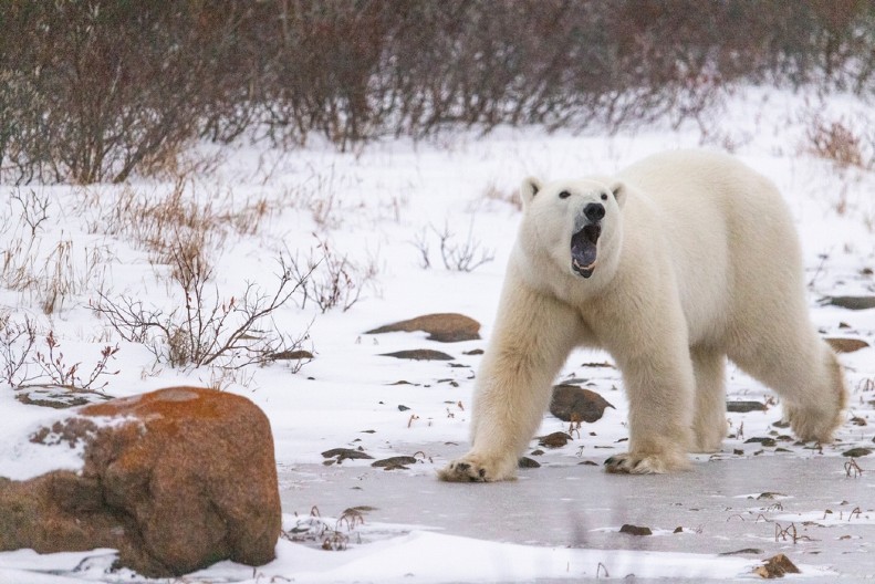 DNK POLARNIH MEDVEDA SE PROMENIO Naučnici došli do šokantnog otkrića