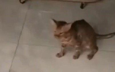 MAČKA PREŽIVELA ŠOKANTAN INCIDENT Video izazvao nevericu na mrežama - reakcija ljubimca slomiće i najtvrđa srca! (VIDEO)