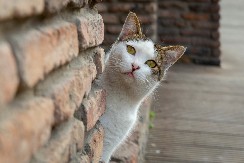 ŽIVELA KOD DVE PORODICE KOJE NISU ZNALE JEDNA ZA DRUGU Mačka vodila dvostruki život, evo šta je odalo