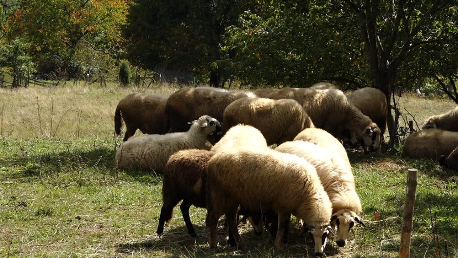 UKRALI STADO OD 48 OVACA  Životinje prodali za 3.000 evra