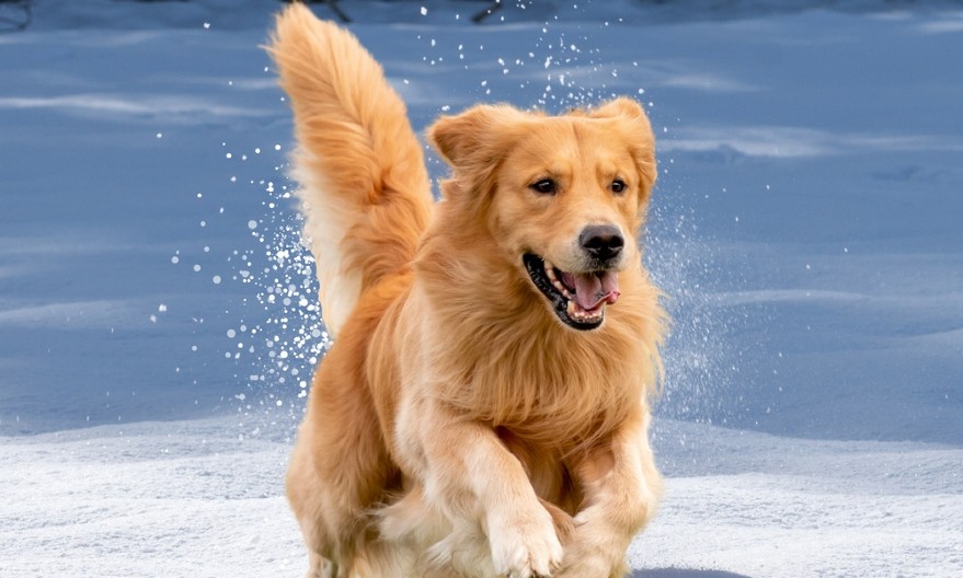 IMA LI RAZLIKE IZMEĐU MUŽJAKA I ŽENKI? Evo šta kaže nauka