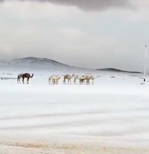 PUSTINJA POD SNEGOM Veje u Saudijskoj Arabiji, sve je belo! (VIDEO)