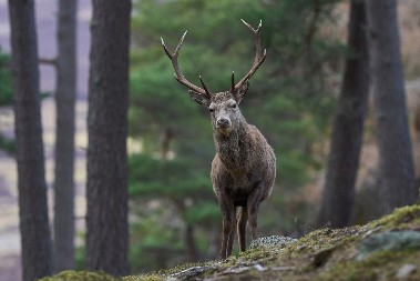 UDARILI STE DIVLJAČ NA PUTU? Ovu stvar OBAVEZNO uradite da biste dobili odštetu