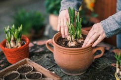 ŽENE U SRBIJI MASOVNO TRAŽE OVAJ CVET Lepši je od ruže, sadi se krajem oktobra i zima mu ništa ne može, tada najviše cveta