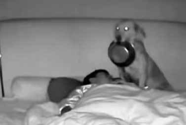 MISLIO JE DA SANJA, A ONDA JE VRIŠTAO Pas mu je prišao dok je spavao, a on umalo da dobije srčku - zaboleće vas stomak od smeha! (VIDEO)