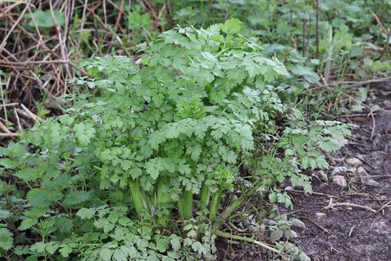 OVA BILJKA JE VEOMA SMRTONOSNA, A LIČI NA OBIČAN PERŠUN: Nadimak joj je "prsti mrtvaca" (FOTO)