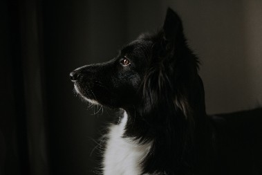 KAD GA JE PAS PROBUDIO U POLA NOĆI, SLEDIO SE OD STRAHA Urnebesan snimak kruži mrežama - video je hit