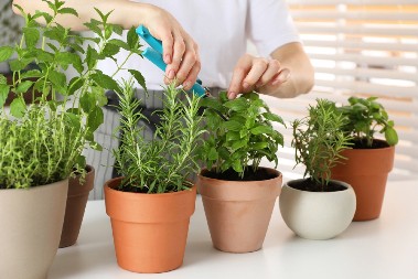 BILJKA KOJA SNIŽAVA HOLESTEROL Obara masnoće u krvi i štiti od infarkta, a ima je na svakom ćošku