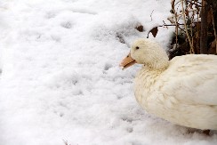 SIMPATIČNE PATKE PRVI PUT VIDELE SNEG, PA SE ZBUNILE Video raznežio i oduševio ljude - pogledajte samo taj prizor