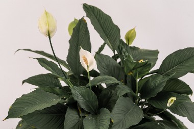 ODMAH GA STAVITE NA OVO MESTO, OBOŽAVA GA! Procvetaće momentalno, raste kao iz vode, cvetovi samo niču kada mu nađete odgovarajući kutak