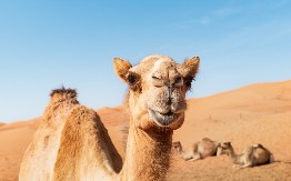 VIC DANA Pita mala kamila svoju mamu...