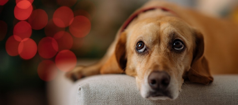 AKO SE PAS OVAKO PONAŠA, ZNAČI DA MU JE DOSTA GOSTIJU Stručnjak dešifruje ponašanje ljubimca - 4 znaka pokazuju da je pod stresom