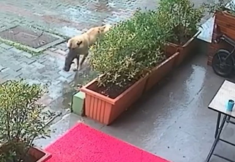 ŠTENE JE BILO NA IVICI SMRTI Smrzavalo se, ali onda je majka uradila neverovatnu stvar koja će vas rasplakati! (VIDEO)