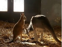 PORASLO MLADUNČE, U PUNOJ JE SNAZI! Prelepa slika iz Beo zoo-vrta!