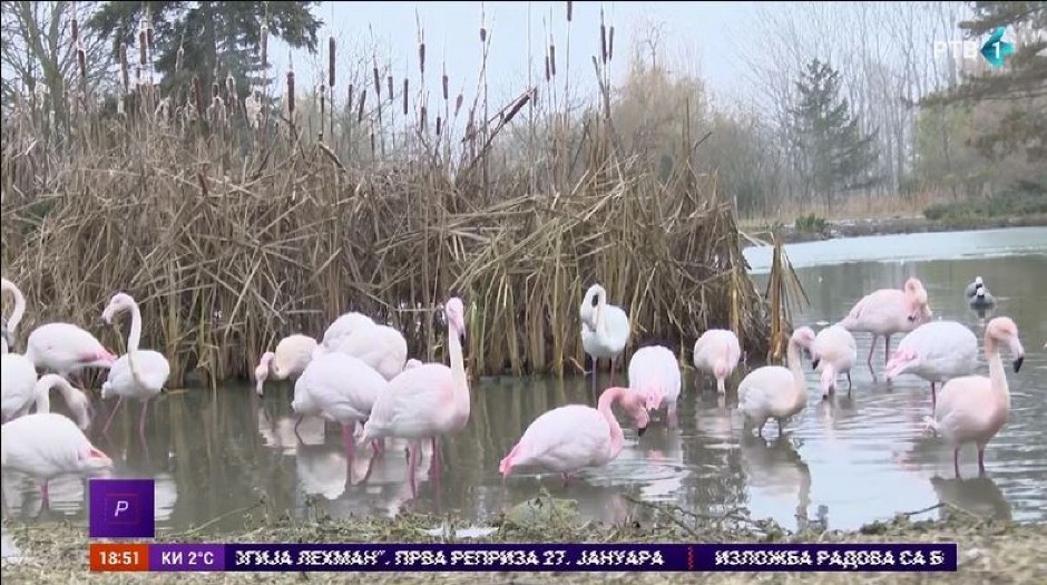 NEVEROVATNO Flamingosi opstaju na srpskoj zimi, a Miki ima još jednu SENZACIONALNU tajnu u svom zoo-vrtu!