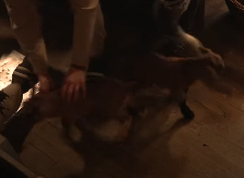 SMRTNI SLUČAJ U RIJALITIJU ''FARMA 8'' Nakon noći pune bola nije izdržala, ni reakcija produkcije je nije spasila