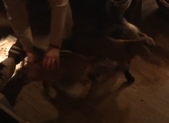 SMRTNI SLUČAJ U RIJALITIJU ''FARMA 8'' Nakon noći pune bola nije izdržala, ni reakcija produkcije je nije spasila