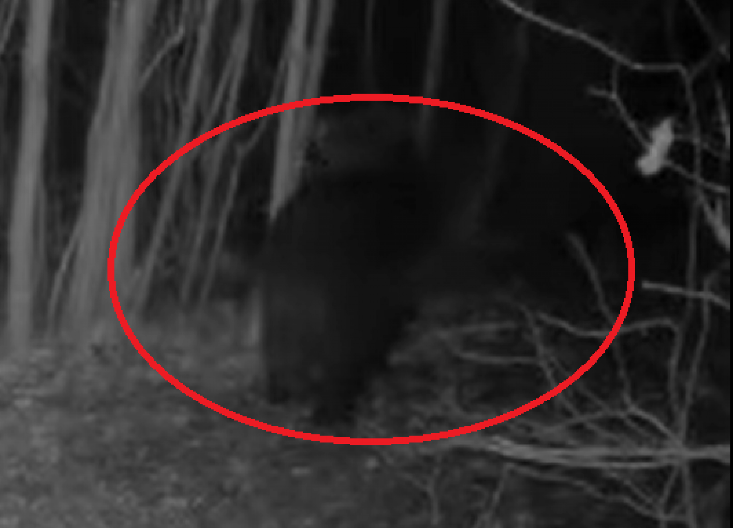 PANIKA, MEDVED DOŠAO DO IZLETIŠTA PUNOG LJUDI Stiglo važno upozorenje, predator je tu (VIDEO)