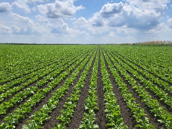 LUKSUZ KOJI JE POSTAO OPASNOST ZA ZDRAVLJE Prekomerna konzumacija šećera u eri masovne proizvodnje