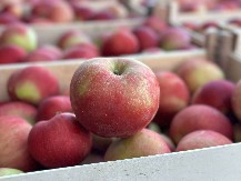 SRPSKA JABUKA OMILJENA Posebno su tražene na Bliskom istoku i u Rusiji