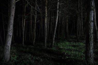 SRBIN NAIŠAO NA JAKO OPASNU ZVER, A ONDA SE DESILO NEŠTO NEOČEKIVANO Sada mu je to ljubimac! (VIDEO)