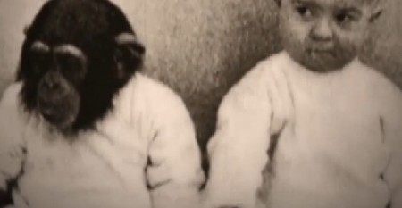 PSIHOLOG ODGAJAO ROĐENOG SINA I ŠIMPANZU KAO BLIZANCE Eksperiment naglo prekinut nakon šokantne promene kod deteta! (VIDEO)