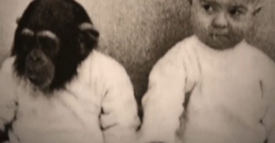 PSIHOLOG ODGAJAO ROĐENOG SINA I ŠIMPANZU KAO BLIZANCE Eksperiment naglo prekinut nakon šokantne promene kod deteta! (VIDEO)