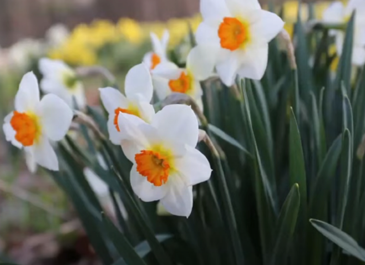 DA LI TREBA UNOSITI NARCIS U KUĆU Evo koja je simbolika ove biljke i šta donosi u dom