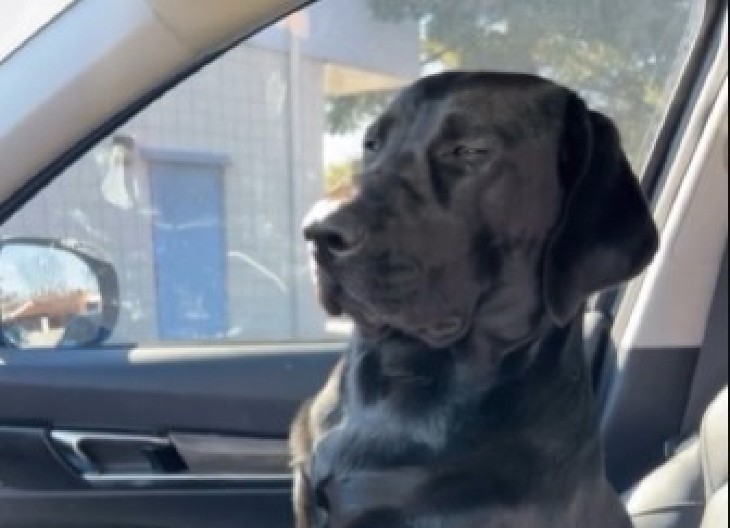 ZBUNJENI LABRADOR SE PROBUDIO IZ ANESTEZIJE Ono što je uradio u autu niko nije očekivao, njegova reakcija će vas nasmejati do suza! (VIDEO)