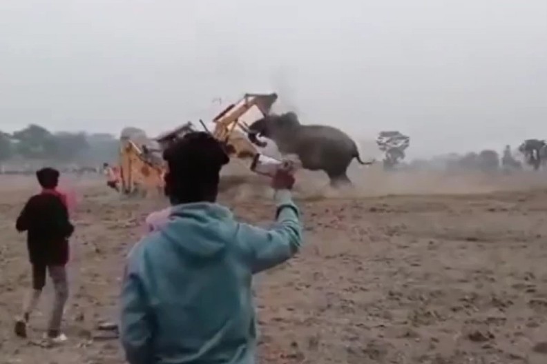 PIJANI SLON NAPAO BAGER Šok snimak obišao planetu, NEZAPAMĆEN incident! (VIDEO)