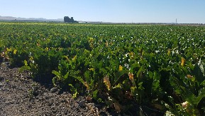 OVA BILJKA VREDI KAO SUVO ZLATO Mnogi ga smatraju korovom, ali ovaj Bečejac ga prodaje za velike pare