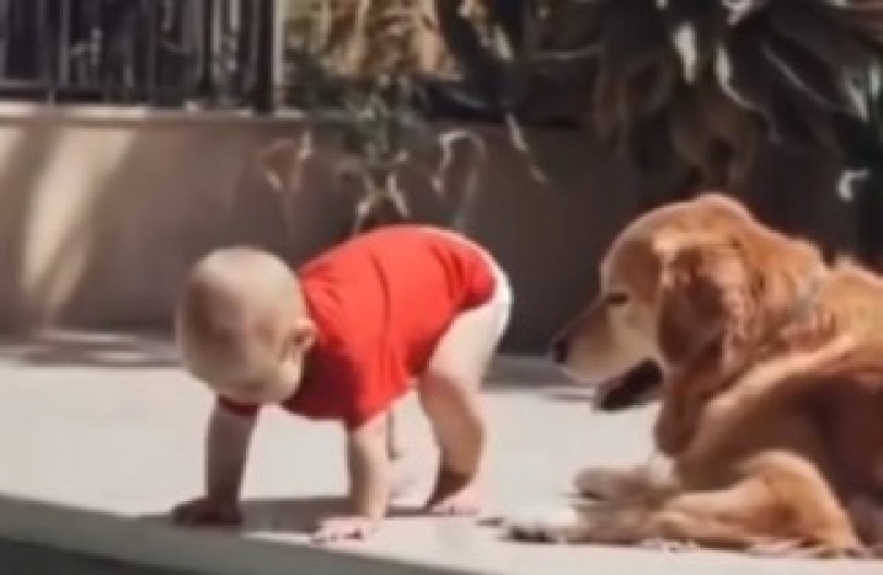 BEBA ISKORISTILA TRENUTAK NEPAŽNJE, PAS HEROJ SPREČIO TRAGEDIJU Napravio je neverovatan potez zbog koga su svi zanemeli! (VIDEO)