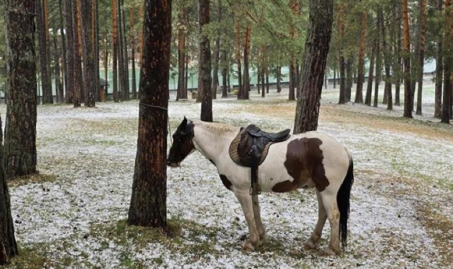 KRDO KONJA NAPRAVILO HAOS NA ZLATIBORU! Došlo do totalne blokade saobraćaja!